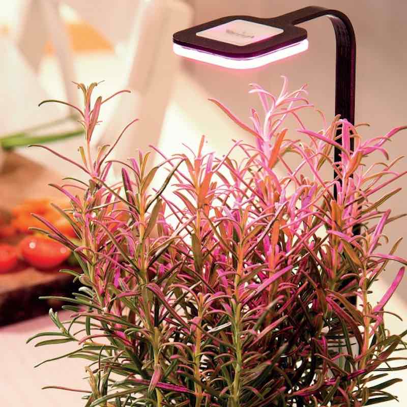 stick-grow-3